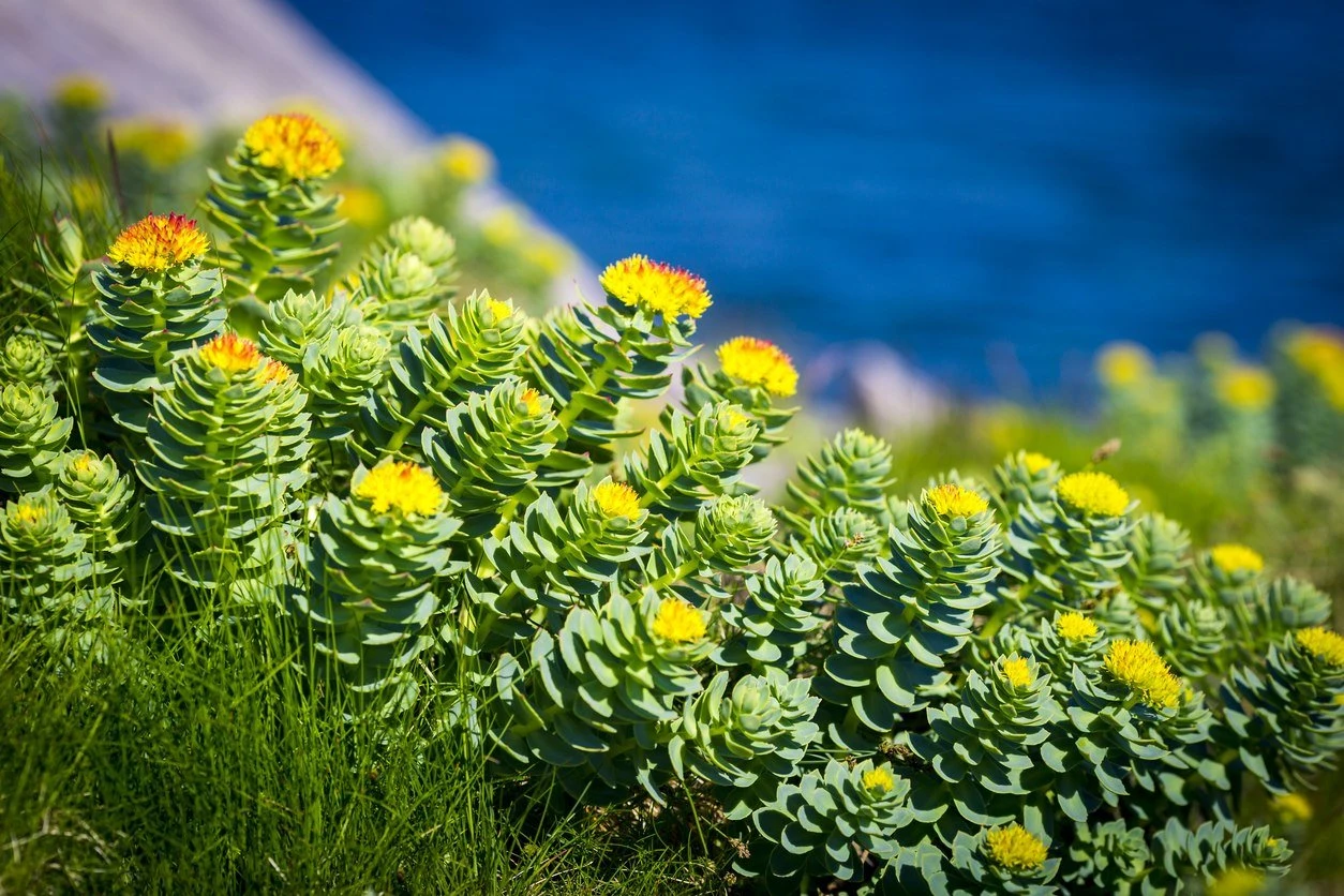 supplement-Rhodiola rosea extract powder